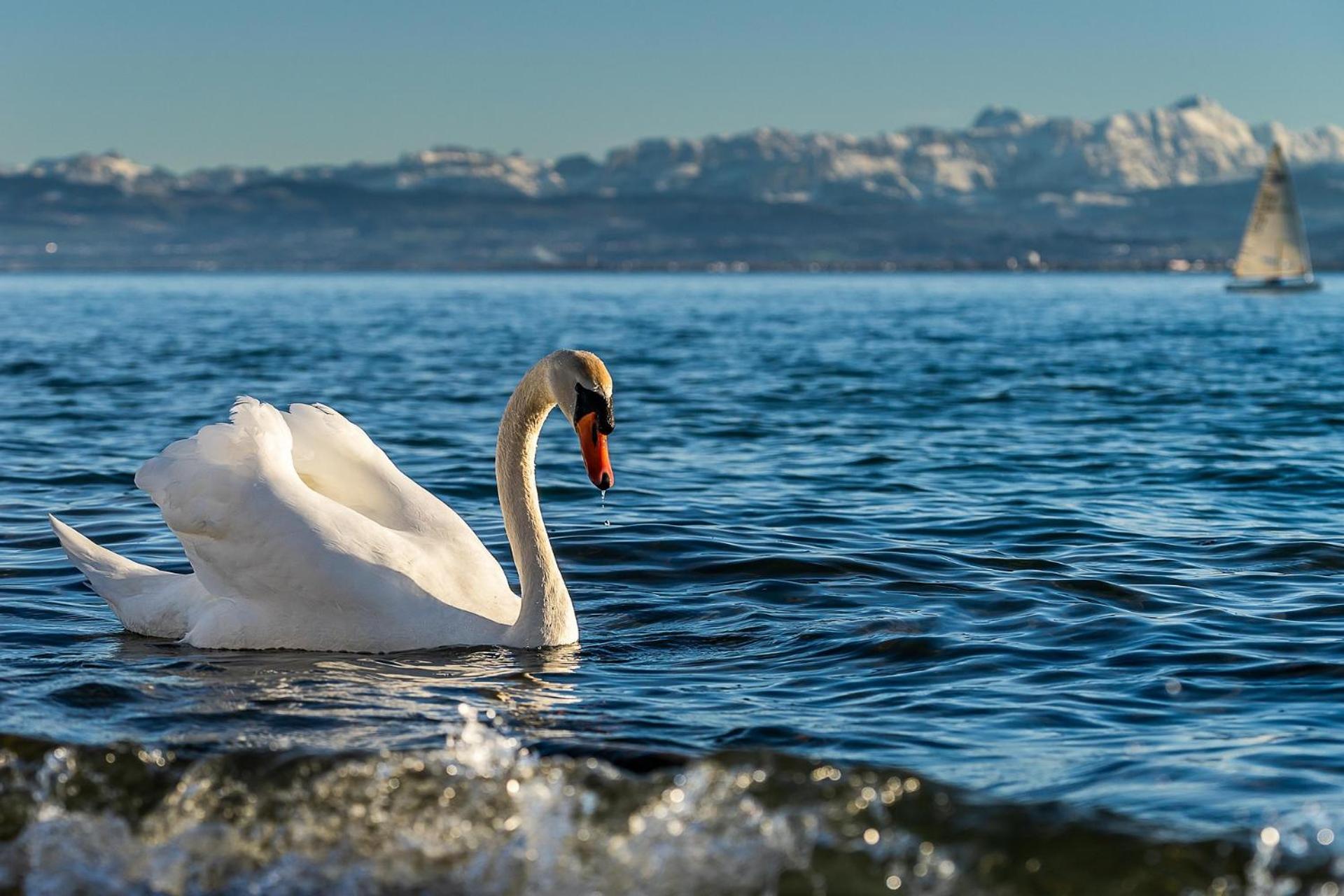 Ferienhof Dreher Meersburg Dış mekan fotoğraf